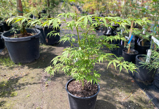 Acer palmatum 'Winter Gold'