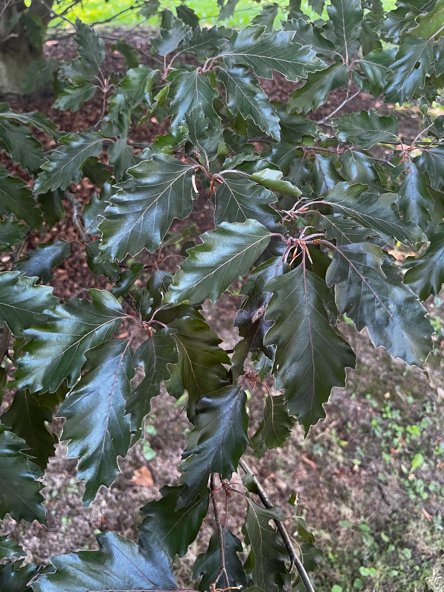 Fagus sylvatica 'Rohanii'