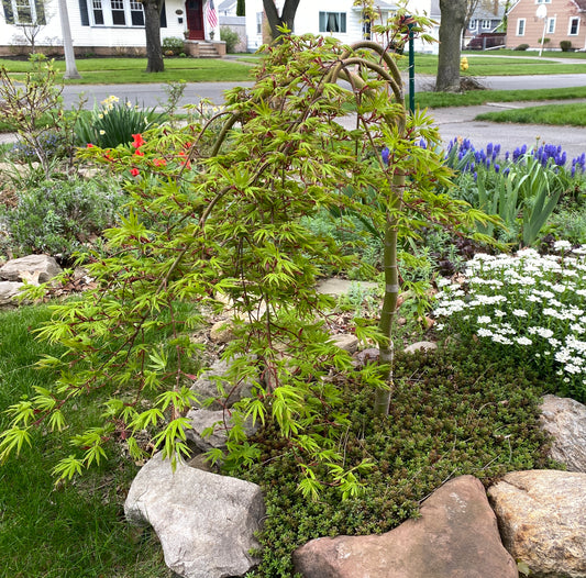 Acer palmatum 'Ryusen'
