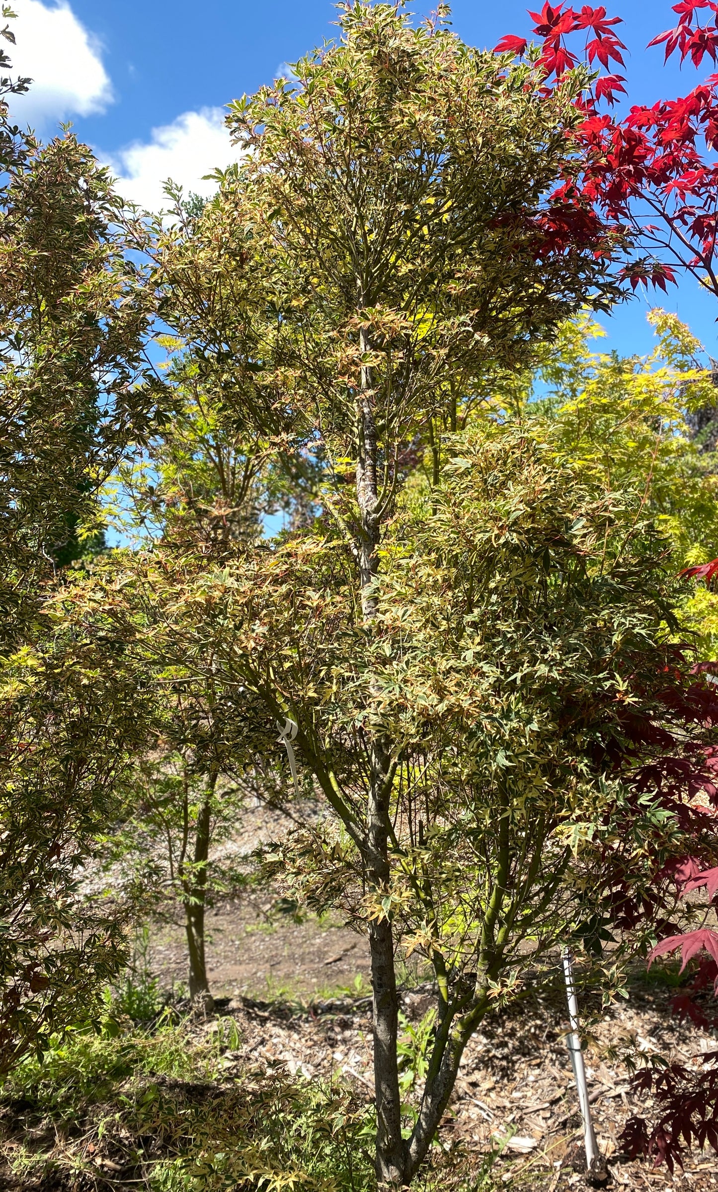 Acer palmatum 'Beni schichihenge'