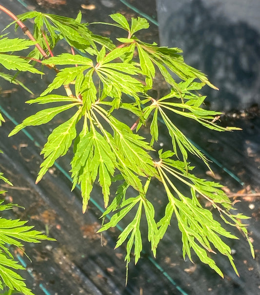 Acer japonicum 'Green Cascade'