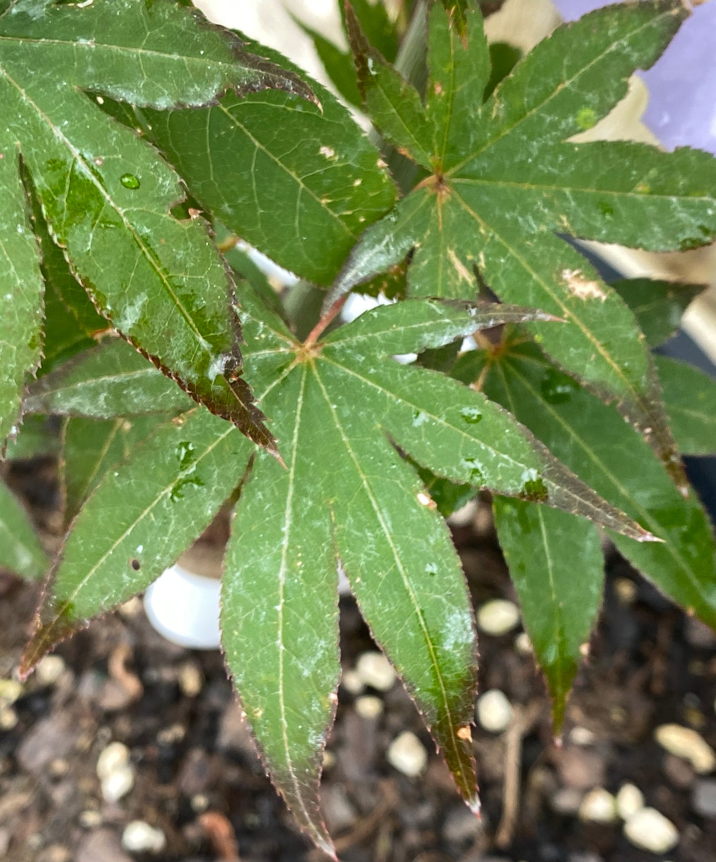 Acer palmatum 'Emerald Sunset'