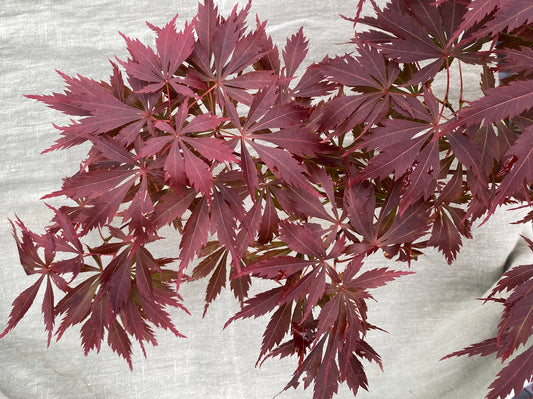 Acer palmatum 'Beni Chaparrito'