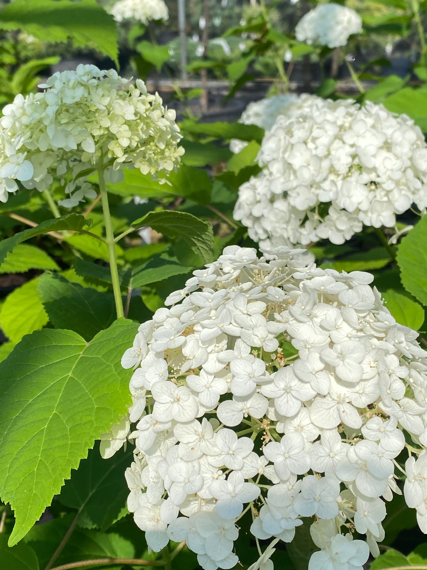 Hydrangea arborescens 'Annabelle'