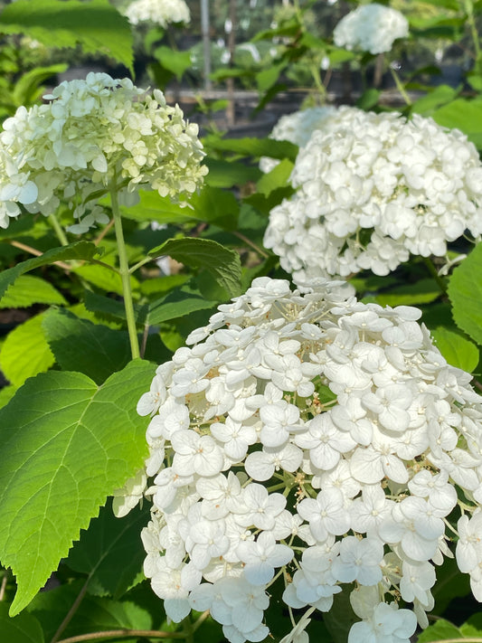 Hydrangea arborescens 'Annabelle'