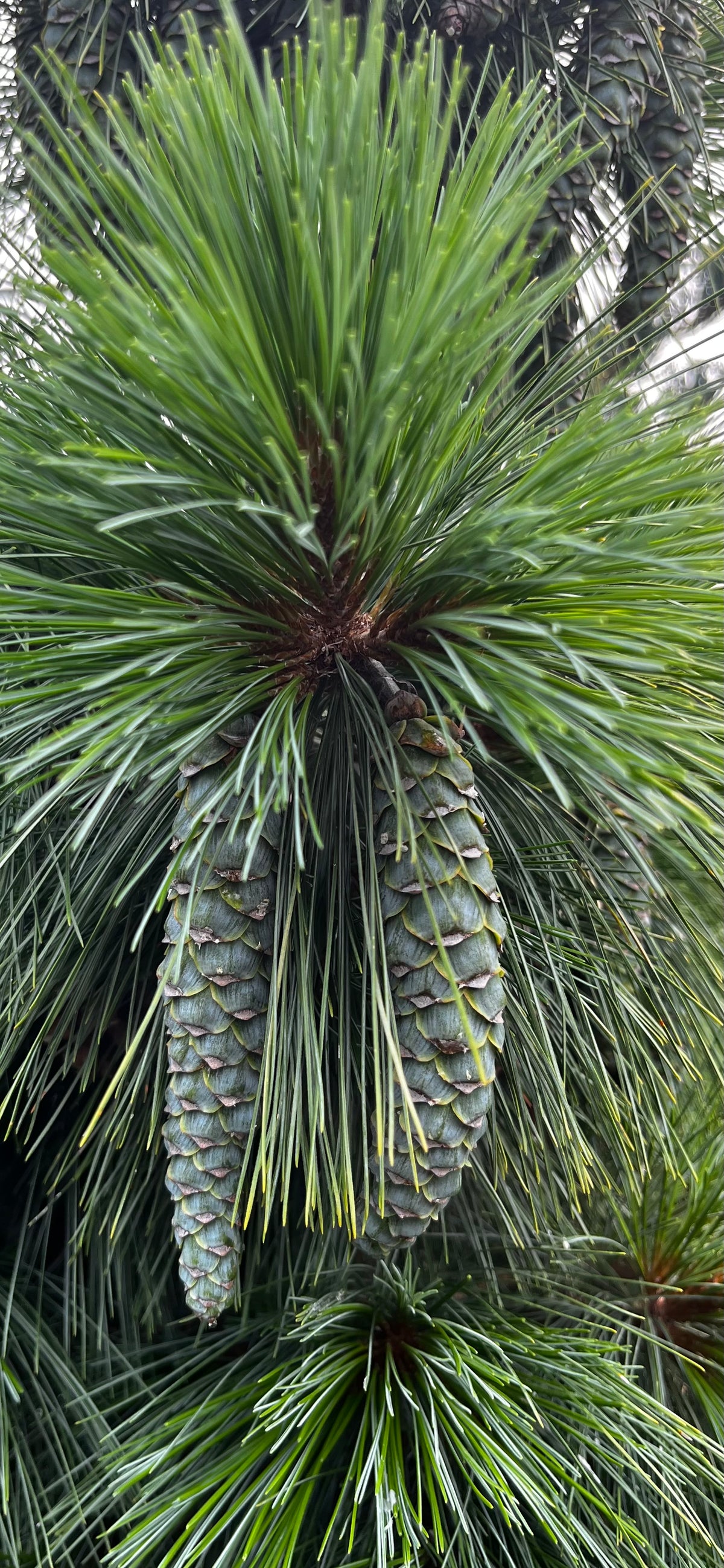 Pinus x schwerinii 'Wiethorst'