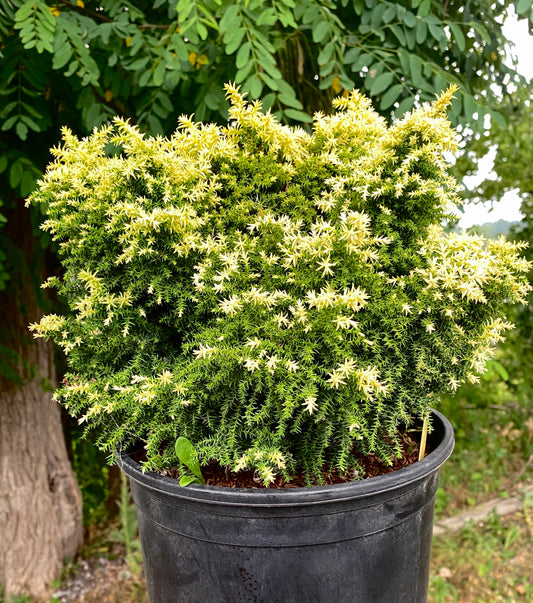 Cryptomeria japonica 'Twinkle Toes'