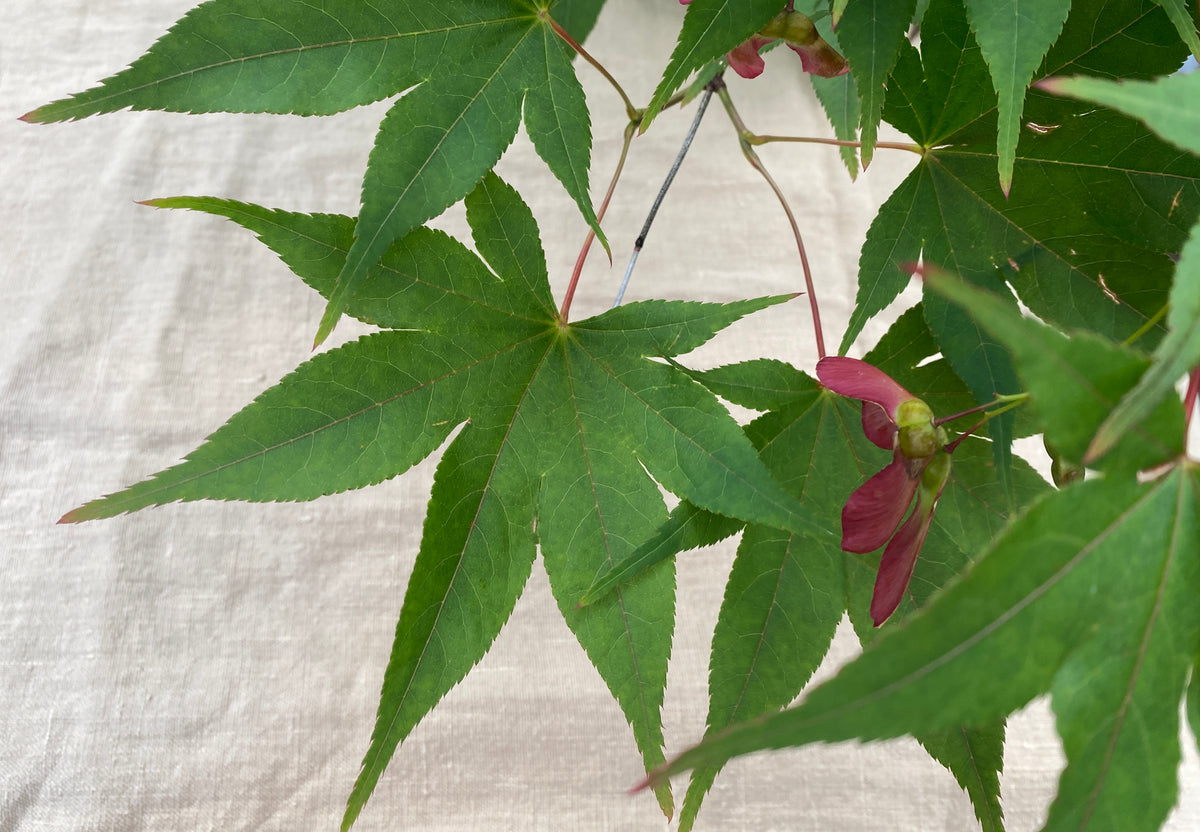 Acer palmatum 'Omato'
