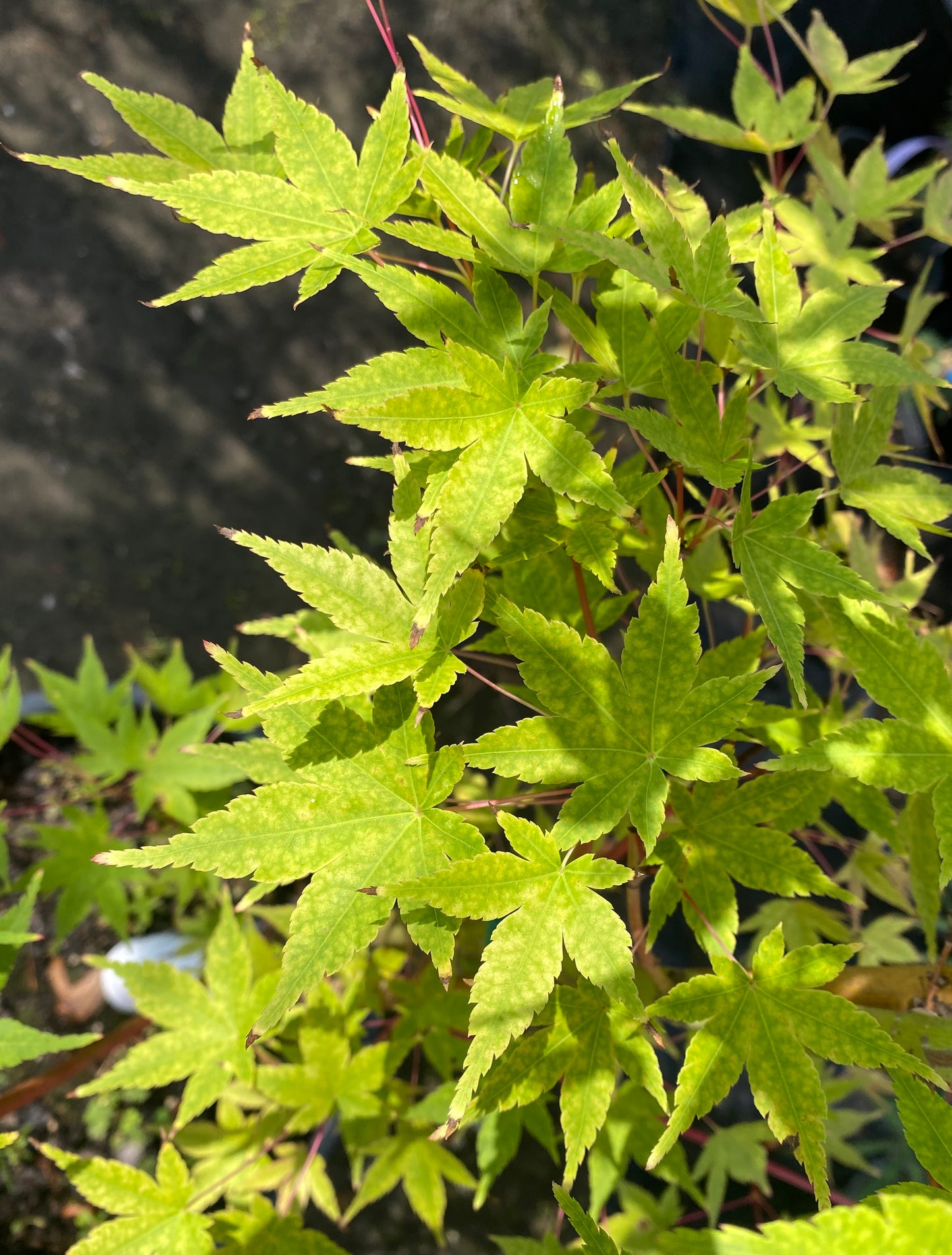 Acer palmatum 'Winter Orange'