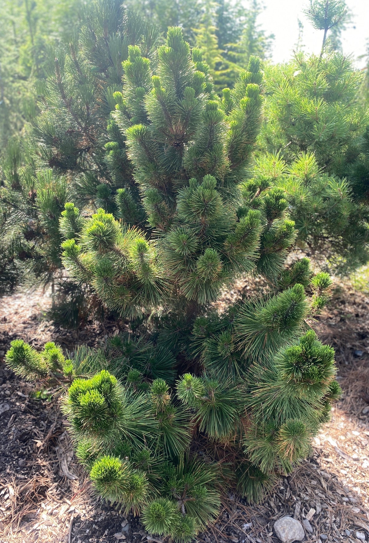 Pinus thunbergii 'Thunderhead'