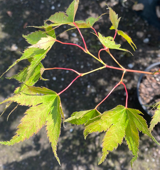 Acer palmatum 'Peve Multicolor'