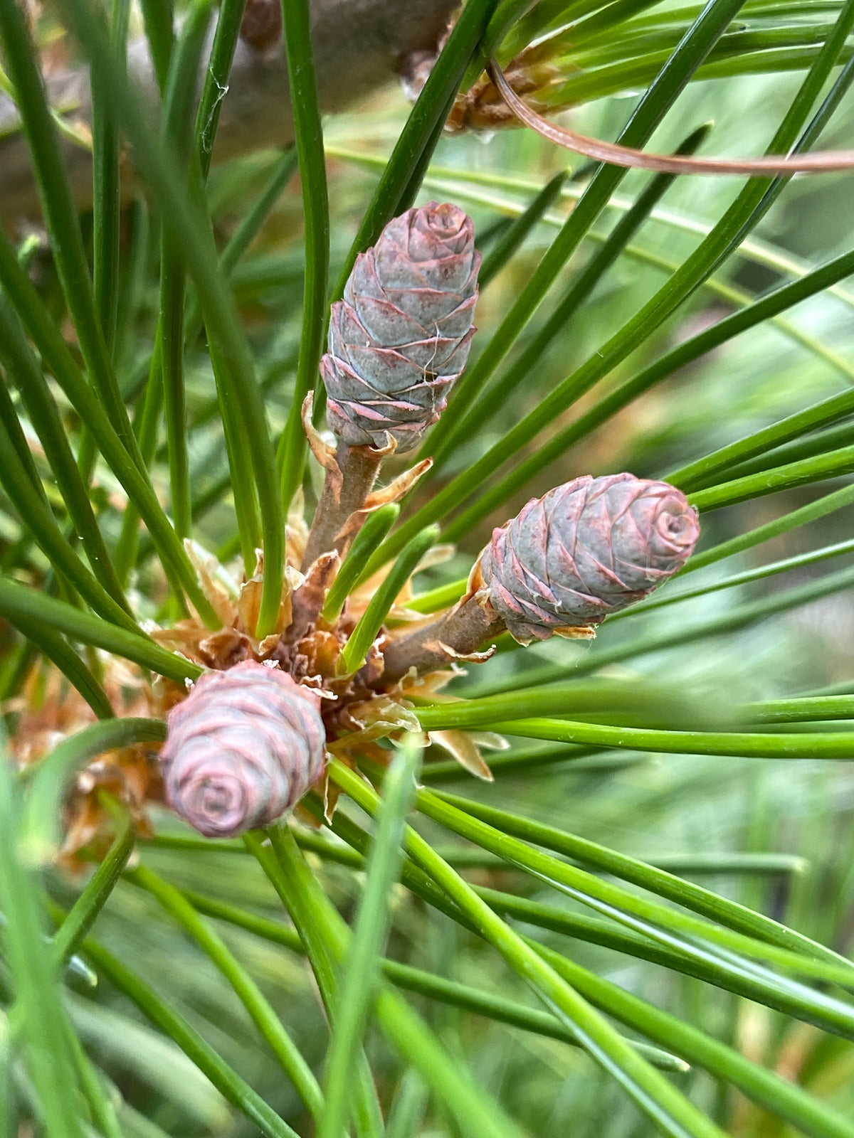 Pinus strobus 'Niagara Falls'