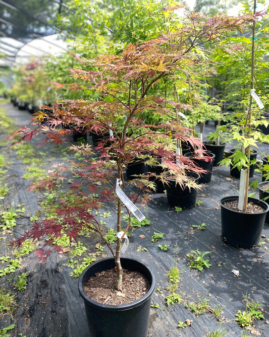 Acer palmatum 'Olsen's Frosted Strawberry'