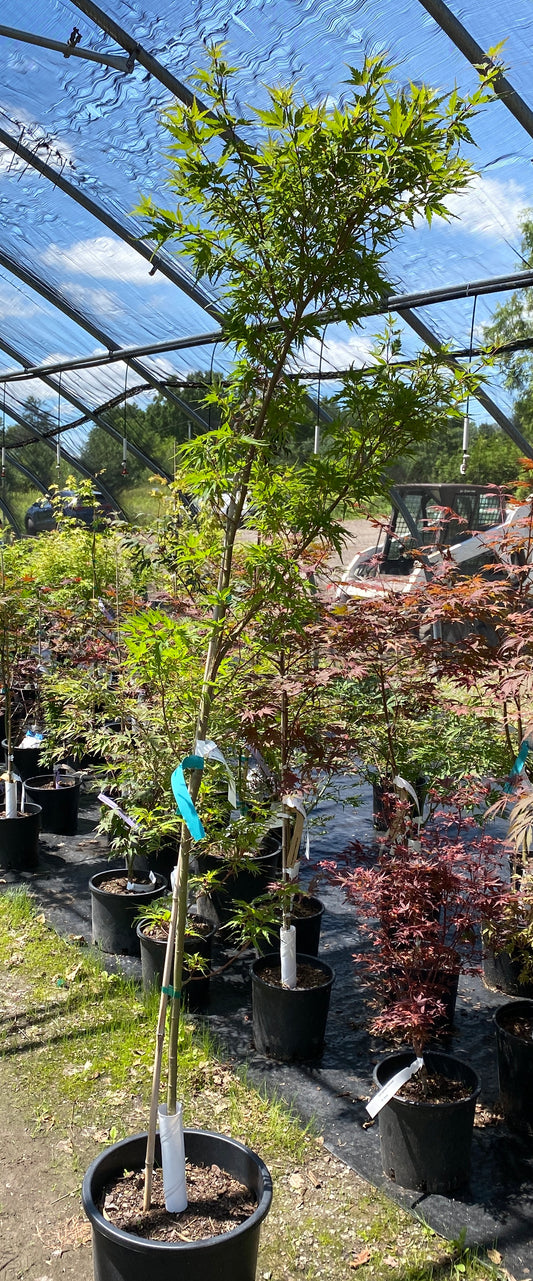 Acer palmatum 'Incognito'