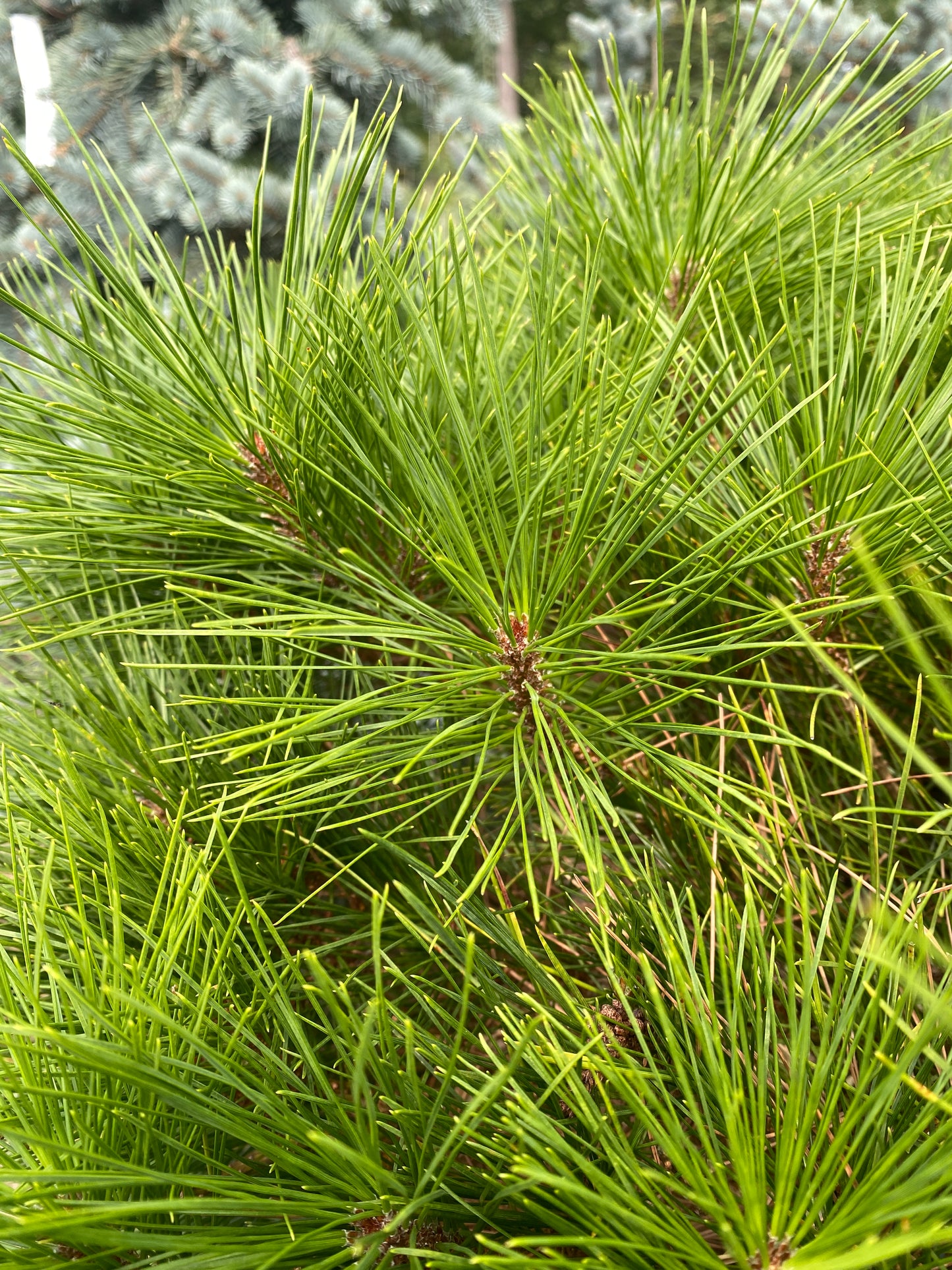 Pinus densiflora 'Umbraculifera'