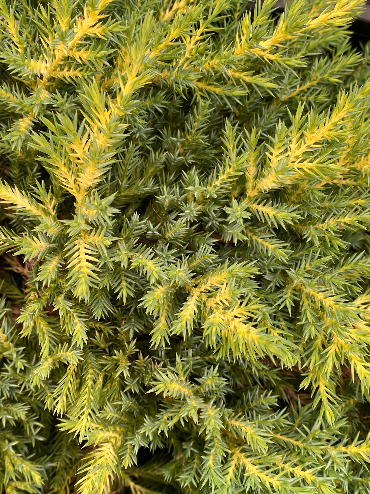 Juniperus chinensis 'Daub's Frosted'