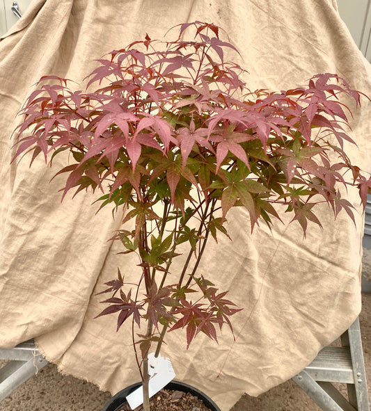 Acer palmatum 'Rhode Island Red'