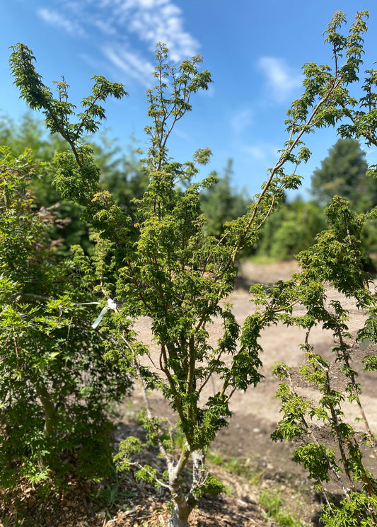Acer palmatum 'Shishigashira'
