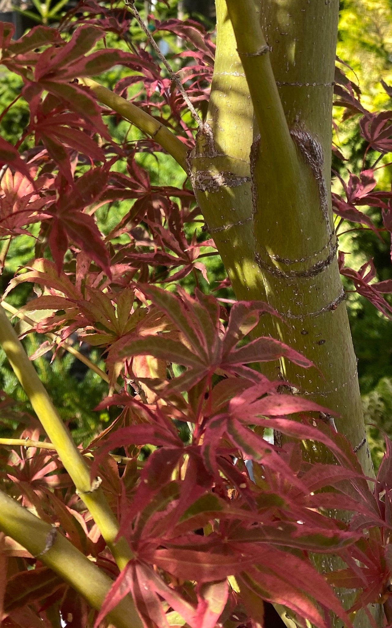 Acer palmatum 'Geisha Gone Wild'