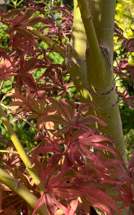 Acer palmatum 'Geisha Gone Wild'