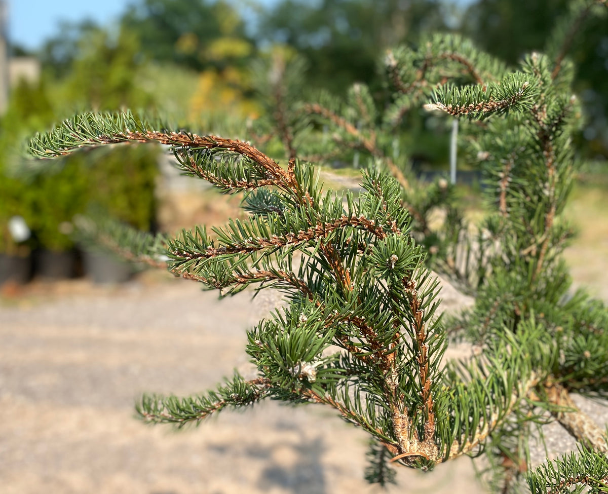 Pinus banksiana 'Uncle Fogy'