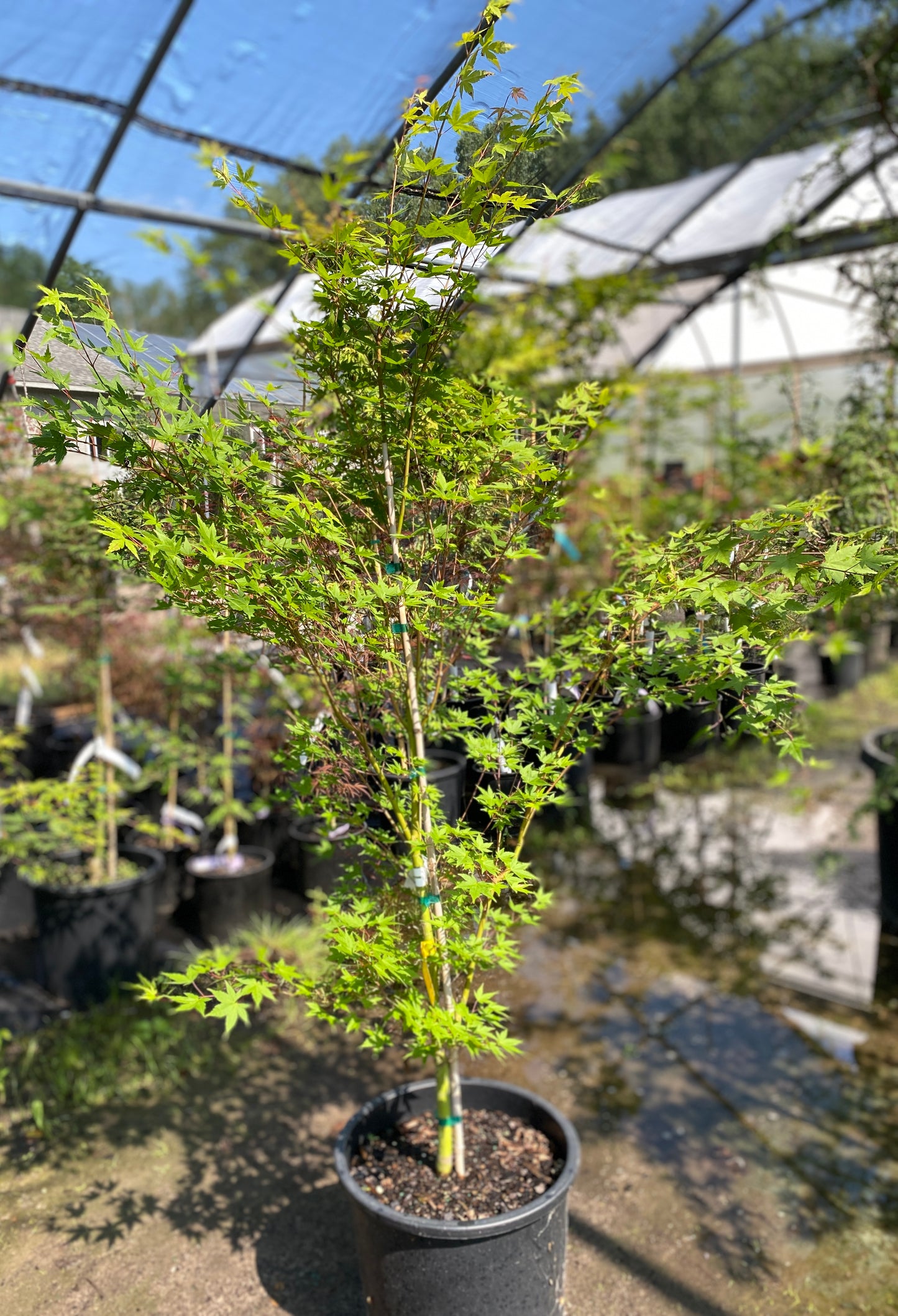 Acer palmatum 'Tsukasa Silhouette'