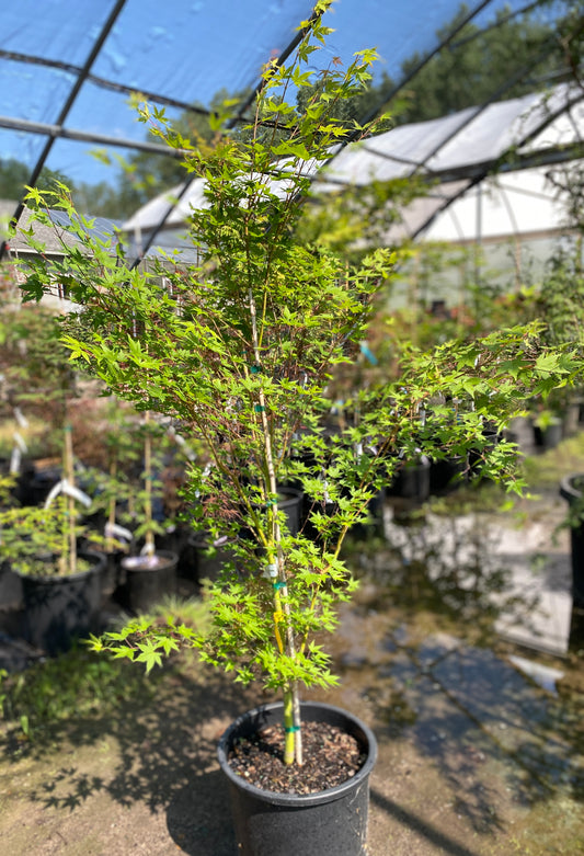 Acer palmatum 'Tsukasa Silhouette'