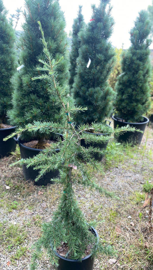 Cedrus deodara 'Eisrengen'