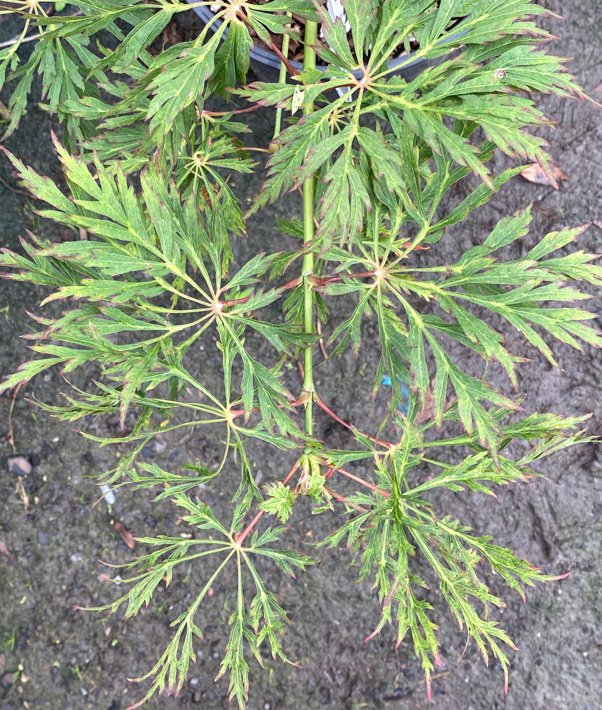 Acer japonicum 'Abby's Weeping'