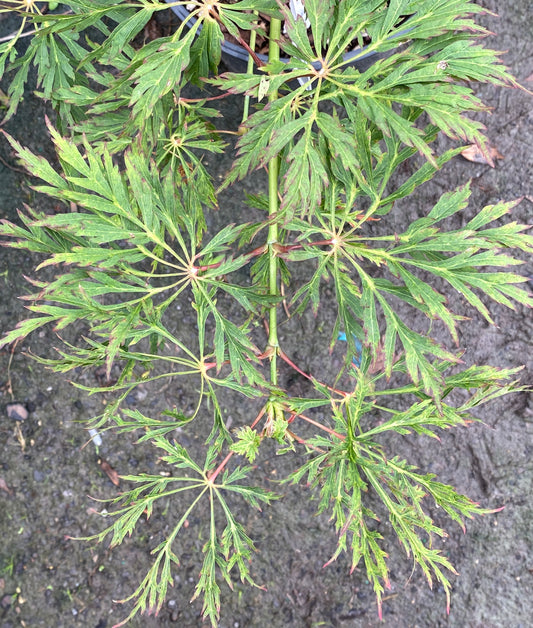 Acer japonicum 'Abby's Weeping'