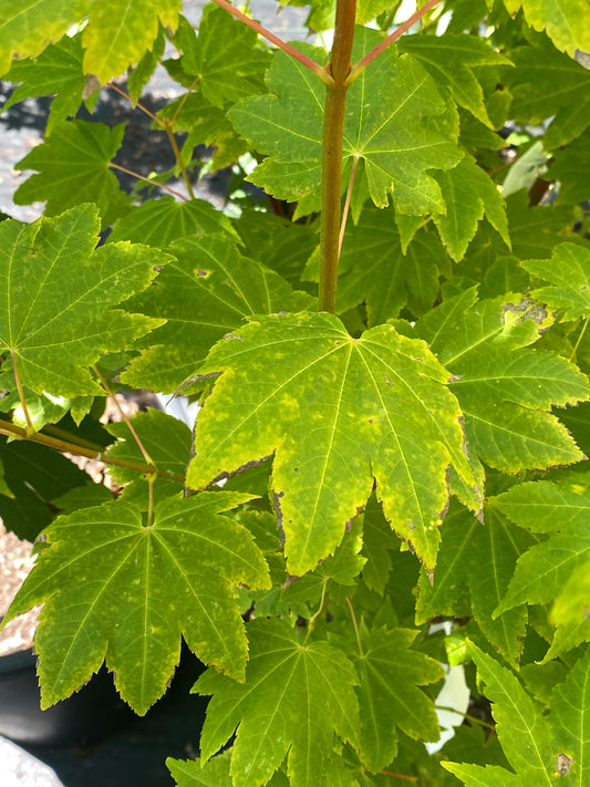 Acer circinatum 'Pacific Fire'