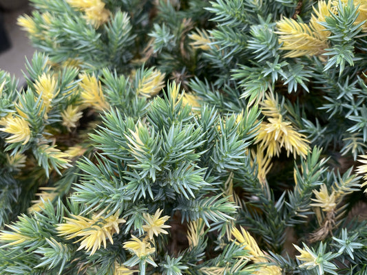 Juniperus squamata 'Floreant'