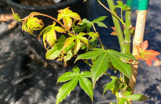 Acer palmatum 'Harvest Orange'