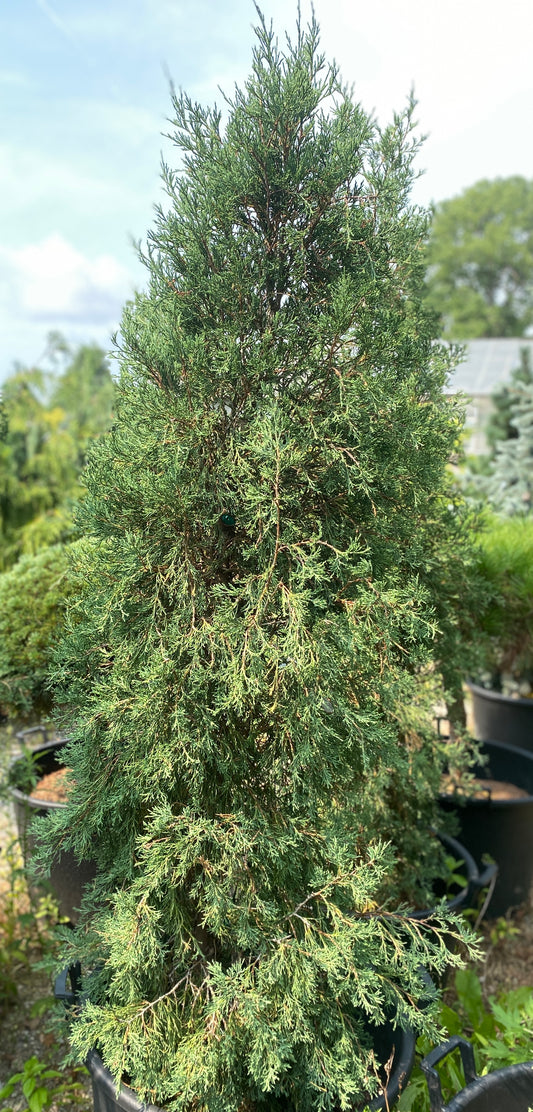 Juniperus virginiana 'Taylor'