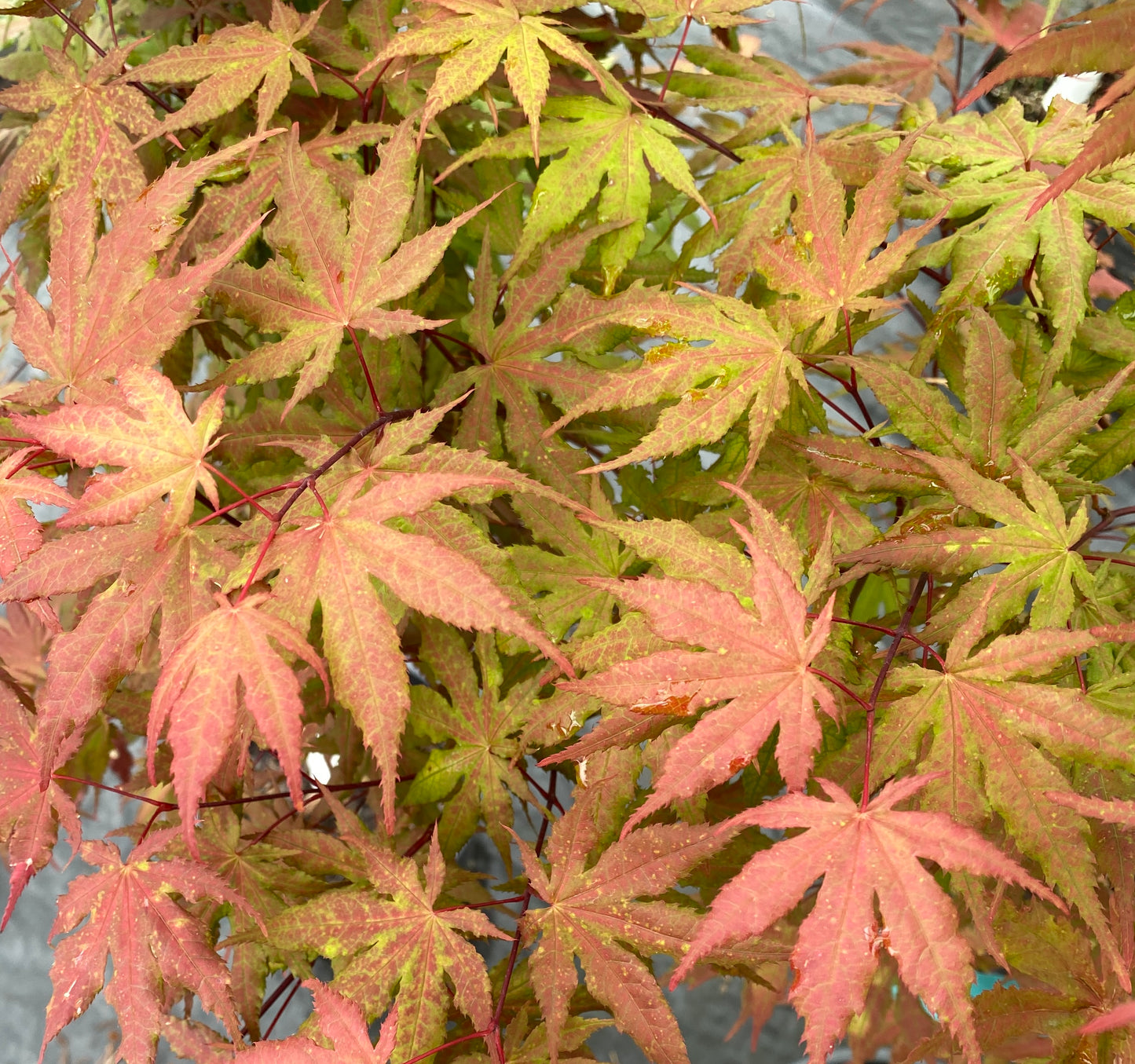 Acer palmatum 'Amber Ghost'
