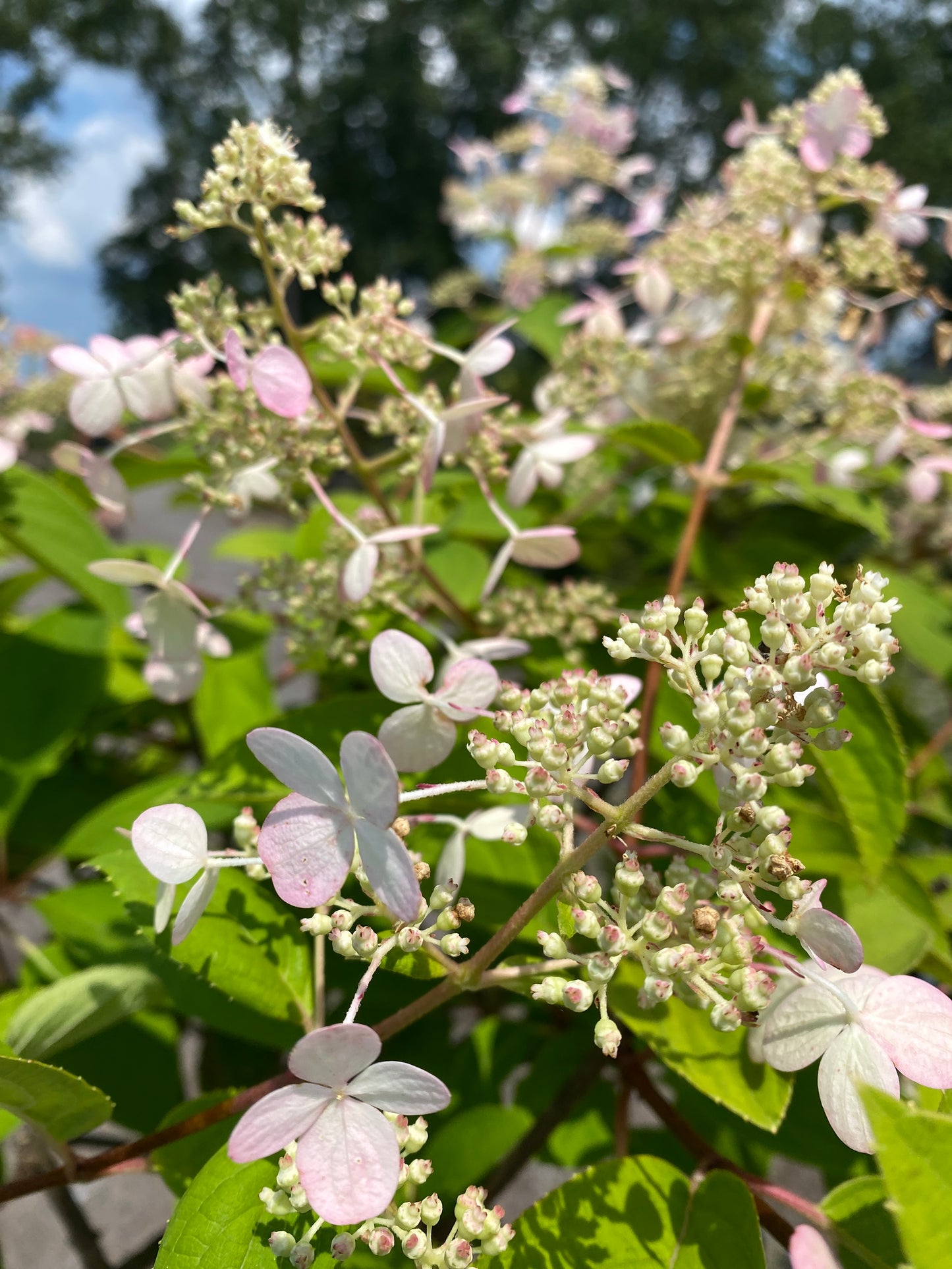 Hydrangea paniculata 'Fire & Ice' - tree form