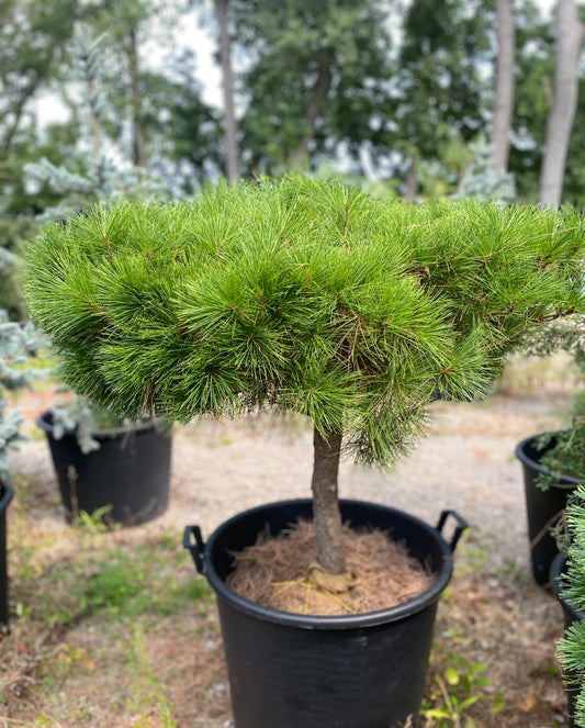 Pinus densiflora 'Umbraculifera'
