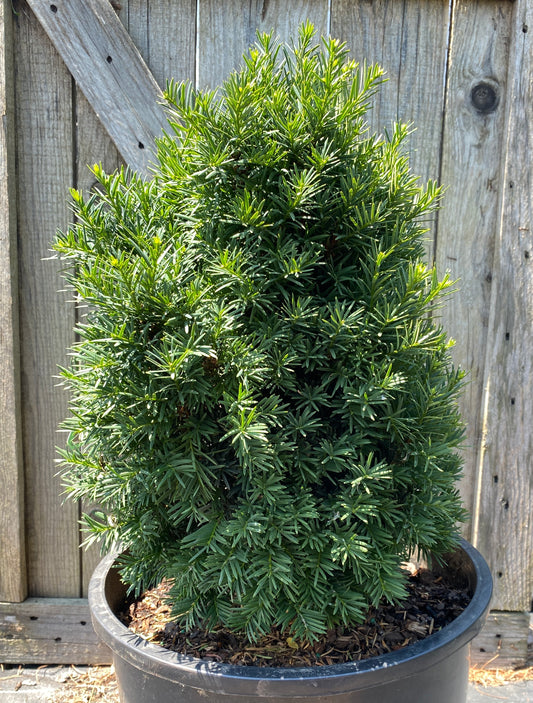 Taxus baccata 'Green Diamond'