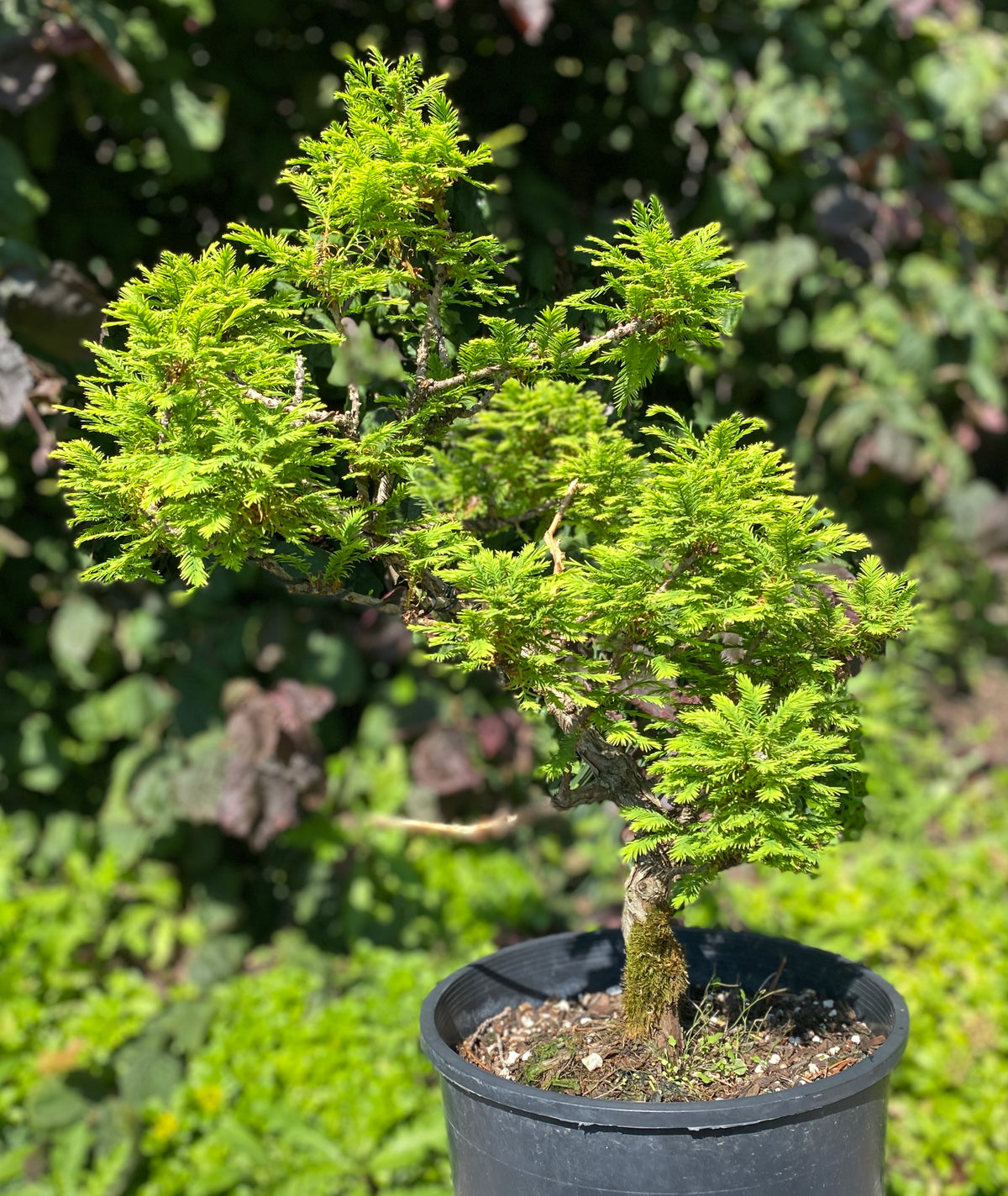 Taxodium distichum 'Cave Hill'