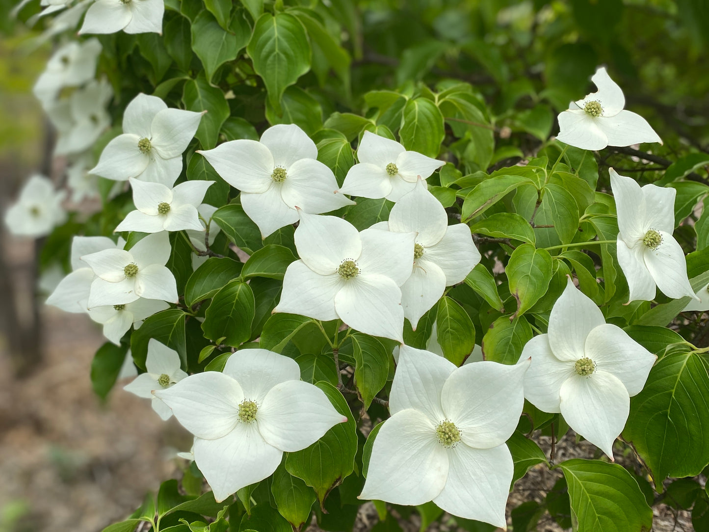Cornus kousa chinensis