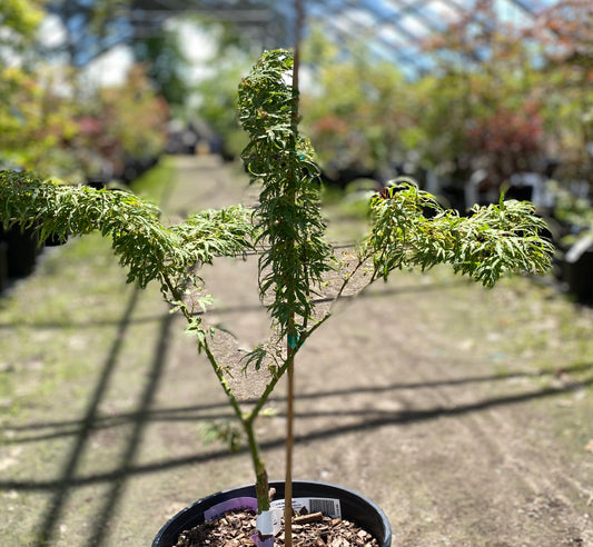 Acer palmatum 'Lilly Pad'