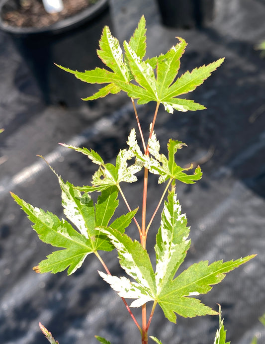 Acer palmatum 'Uzen Nishiki'