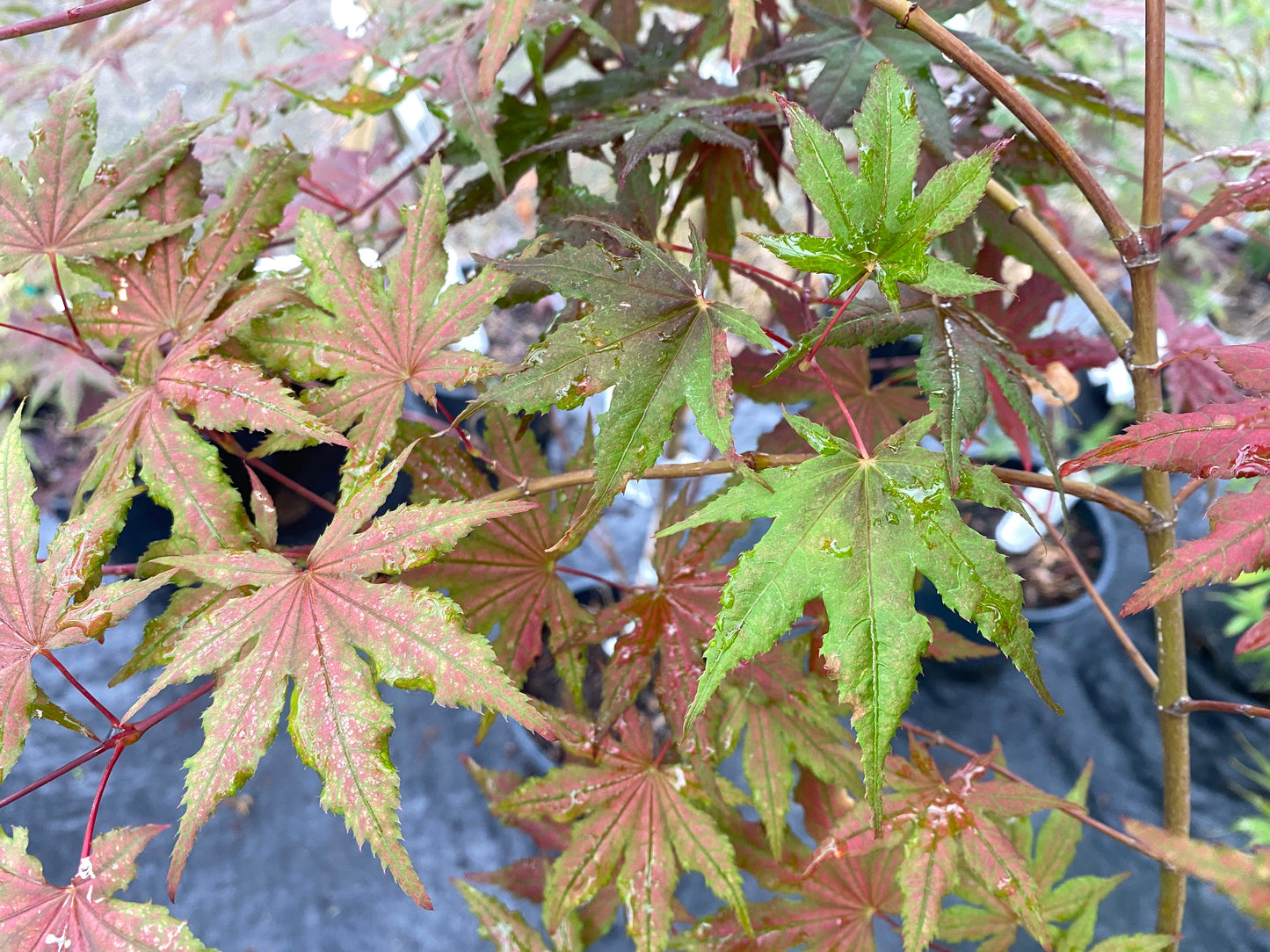 Acer palmatum 'Frosted Purple'