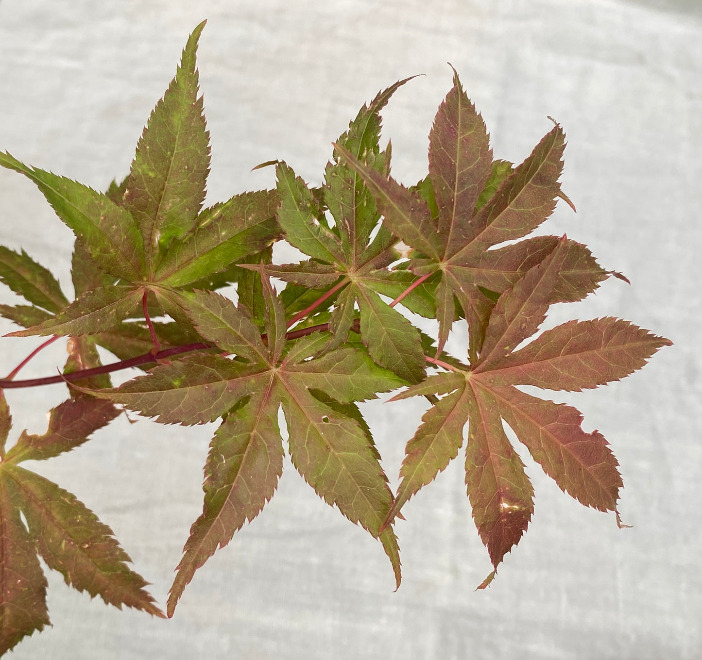Acer palmatum 'Miss Maple'