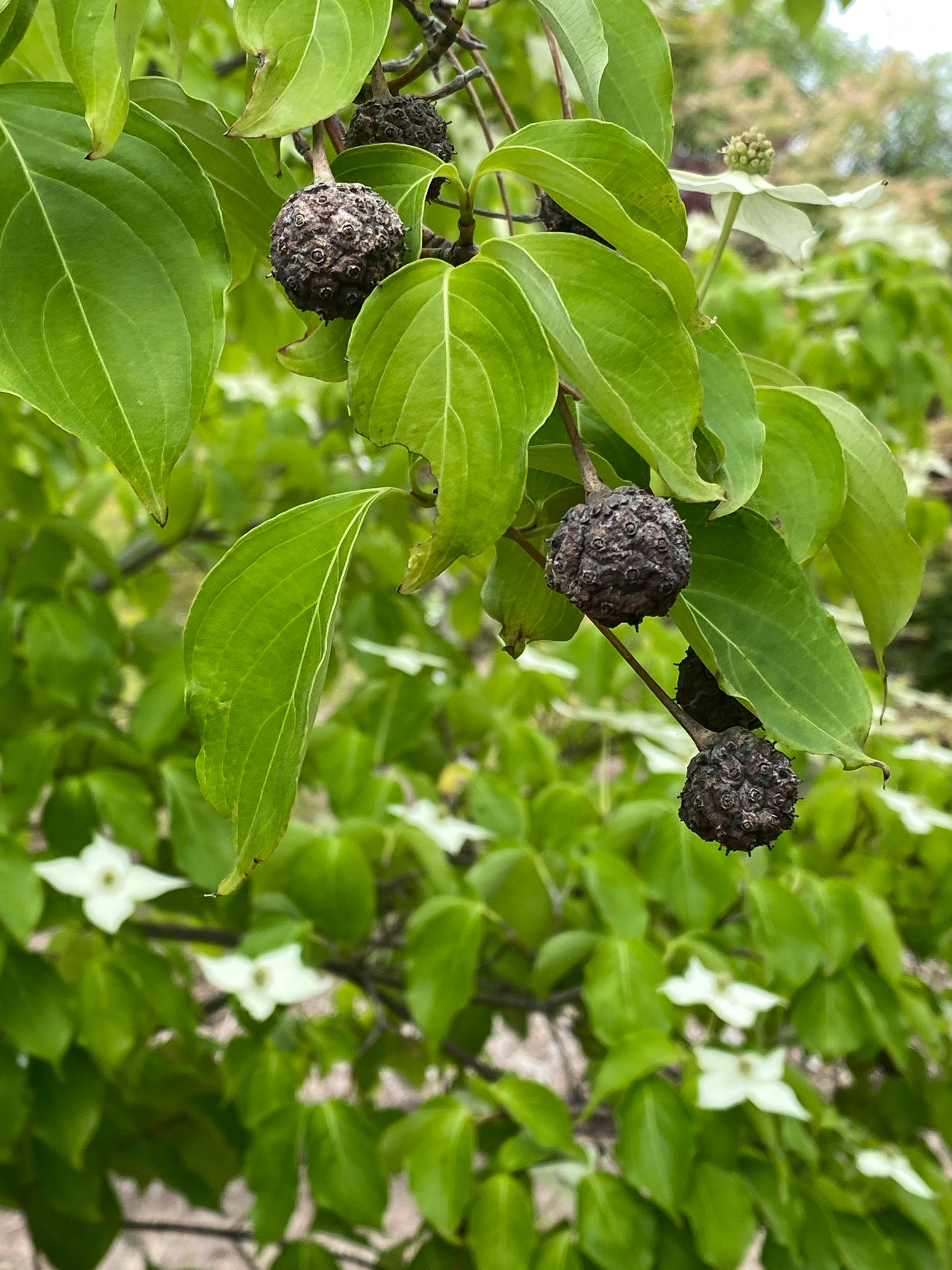 Cornus kousa chinensis