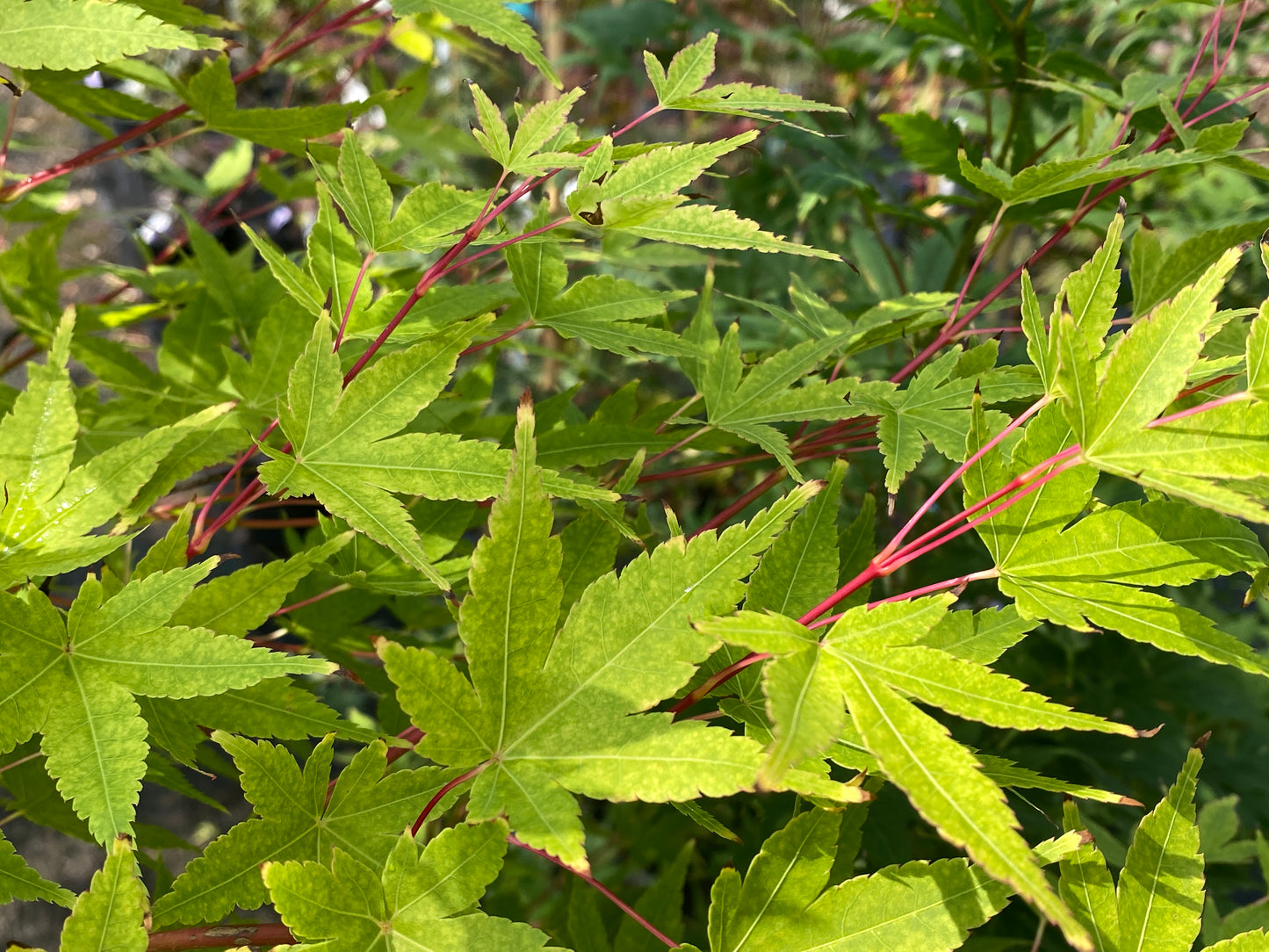 Acer palmatum 'Winter Orange'
