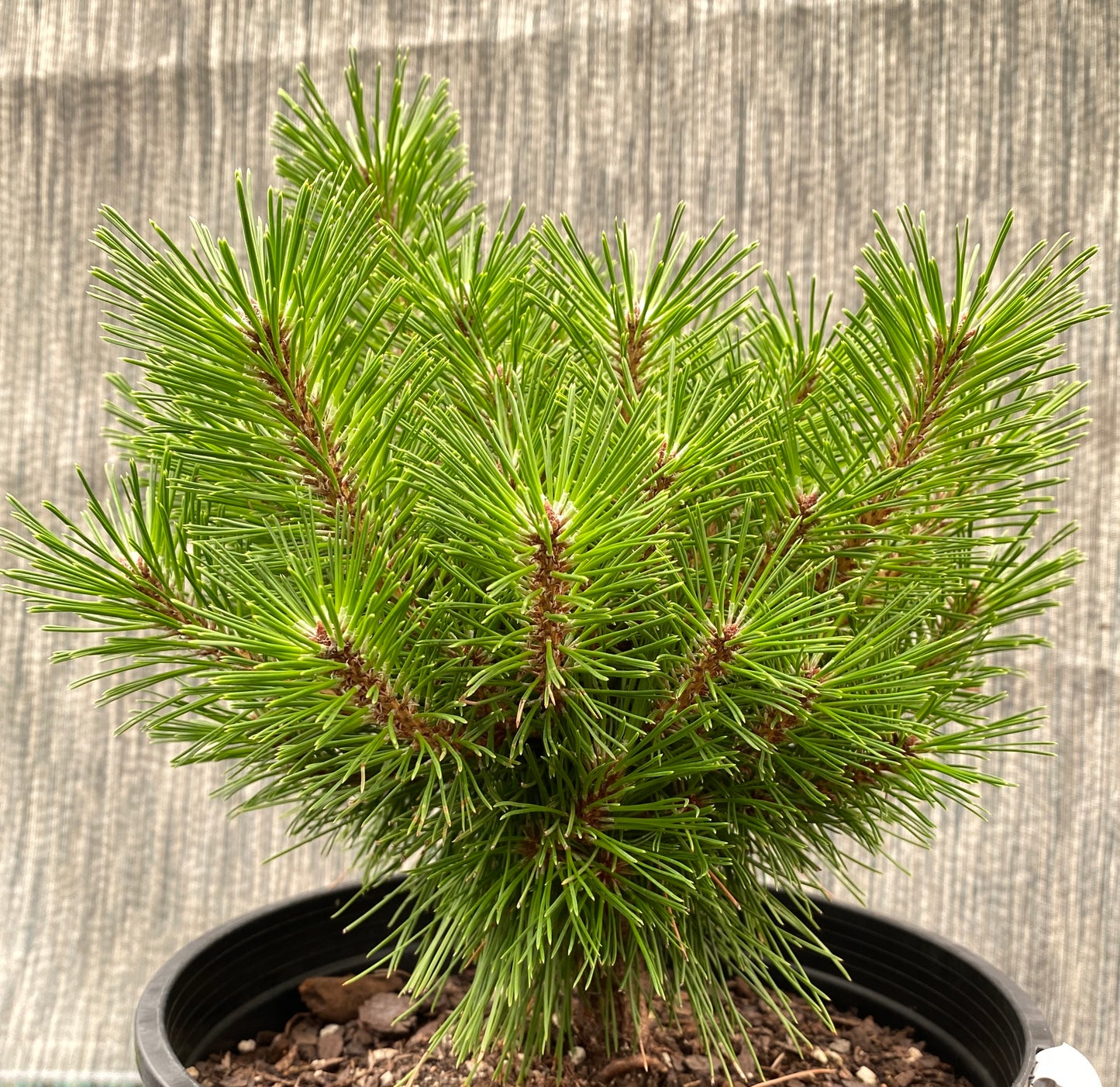 Pinus densiflora 'Jane Kluis'