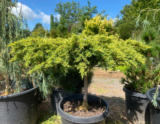 Juniperus chinensis 'Daub's Frosted'