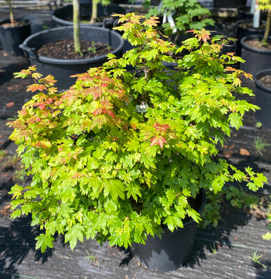 Acer circinatum 'J.A.G.'