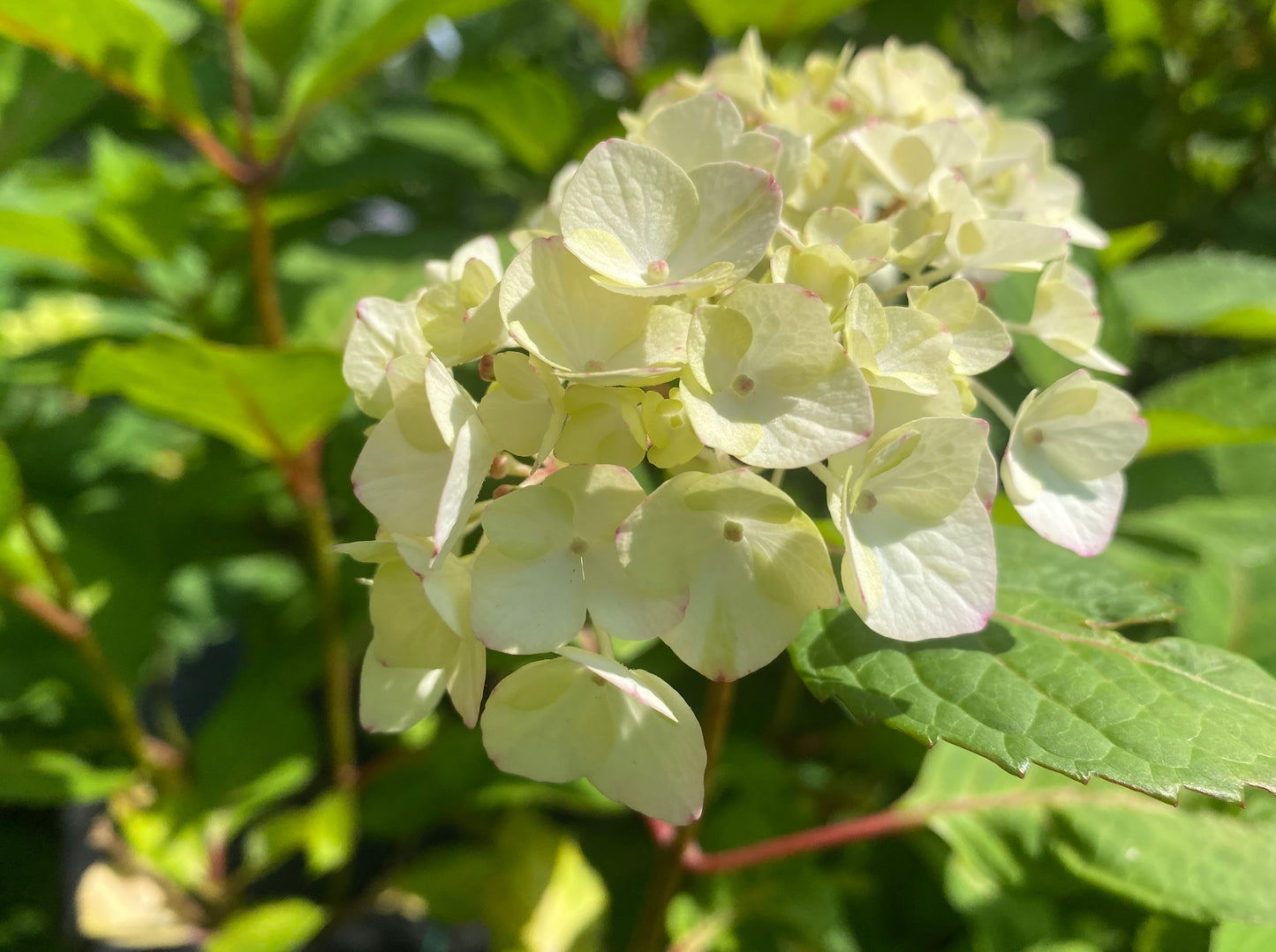 Hydrangea serrata 'Preziosa'